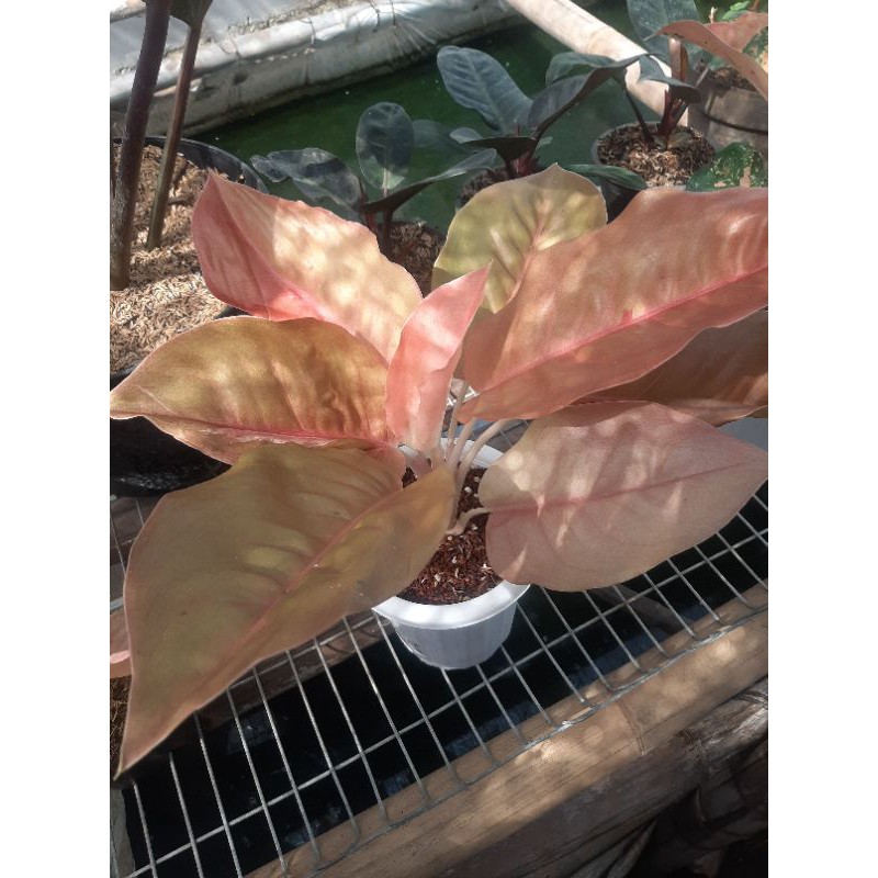 aglonema kochin brown