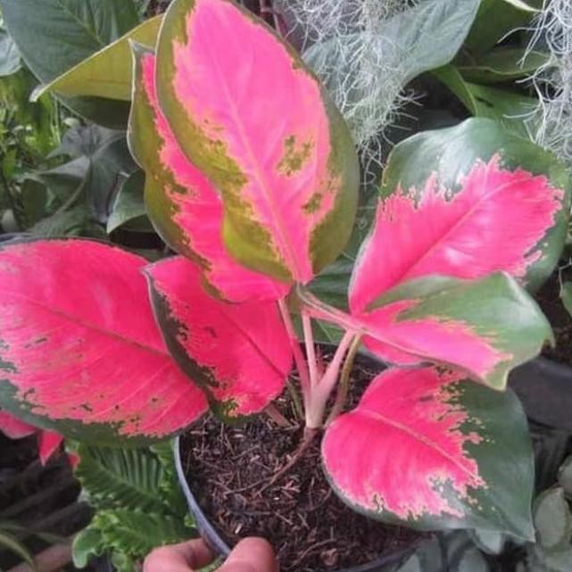 Tanaman hias Aglonema kochin / Agloanema kocin