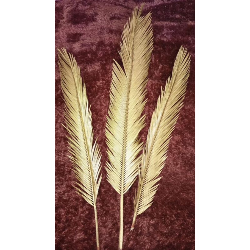 DAUN PALEM SIKAS KERING