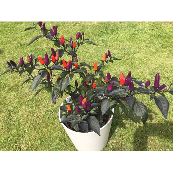 Benih - Biji - Bibit Cabe Hias Warna warni Cabai Blue Christmas Pepper