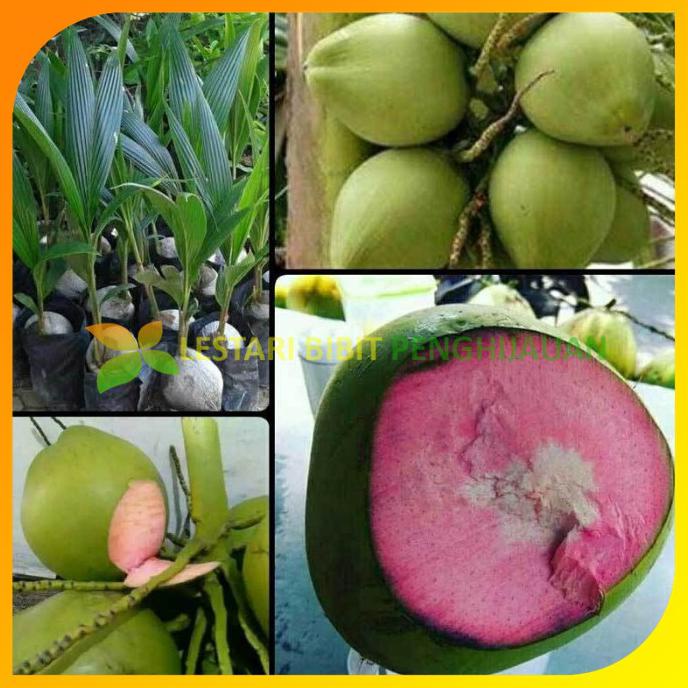 Bibit Kelapa Wulung Genjah