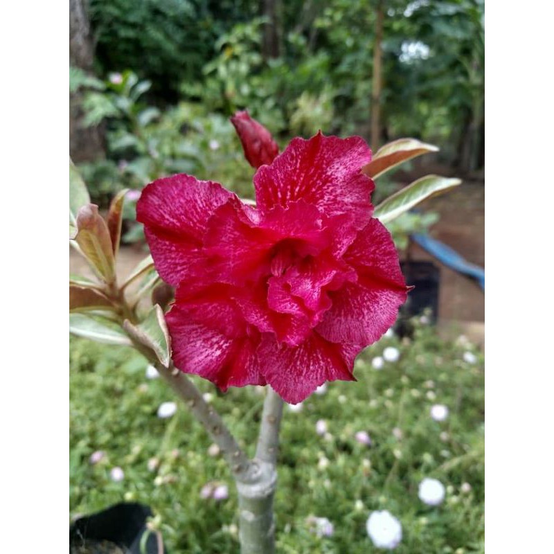adenium tumpuk kamboja jepang RED SUGAR dewasa