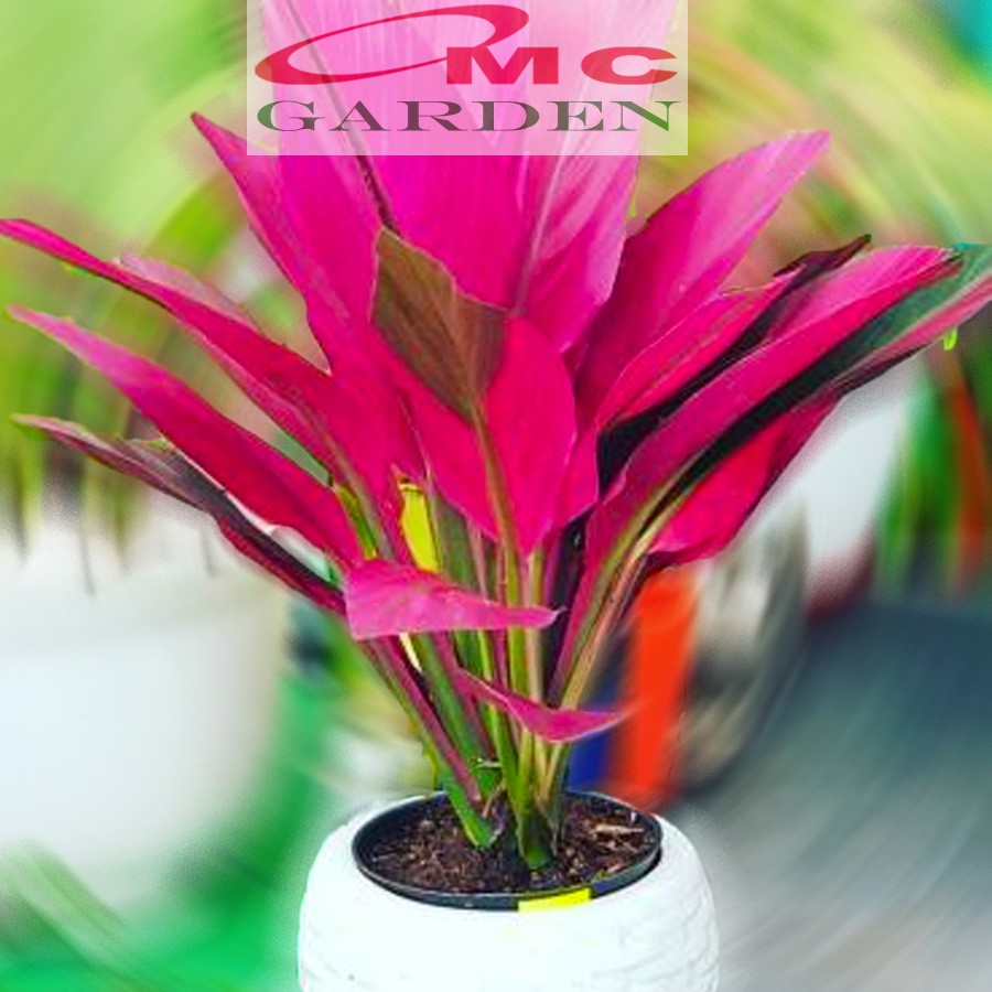 Bibit Tanaman Hias Hanjuang Andong Sawang Daun Merah HANJUANG-M-1020