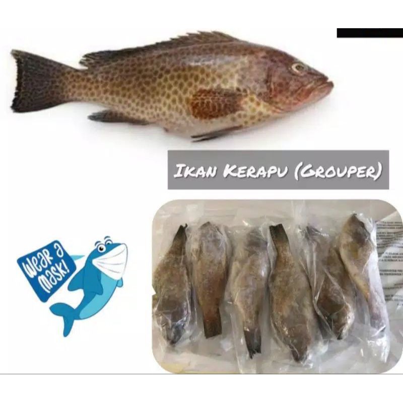 

ikan kerapu 1 kg