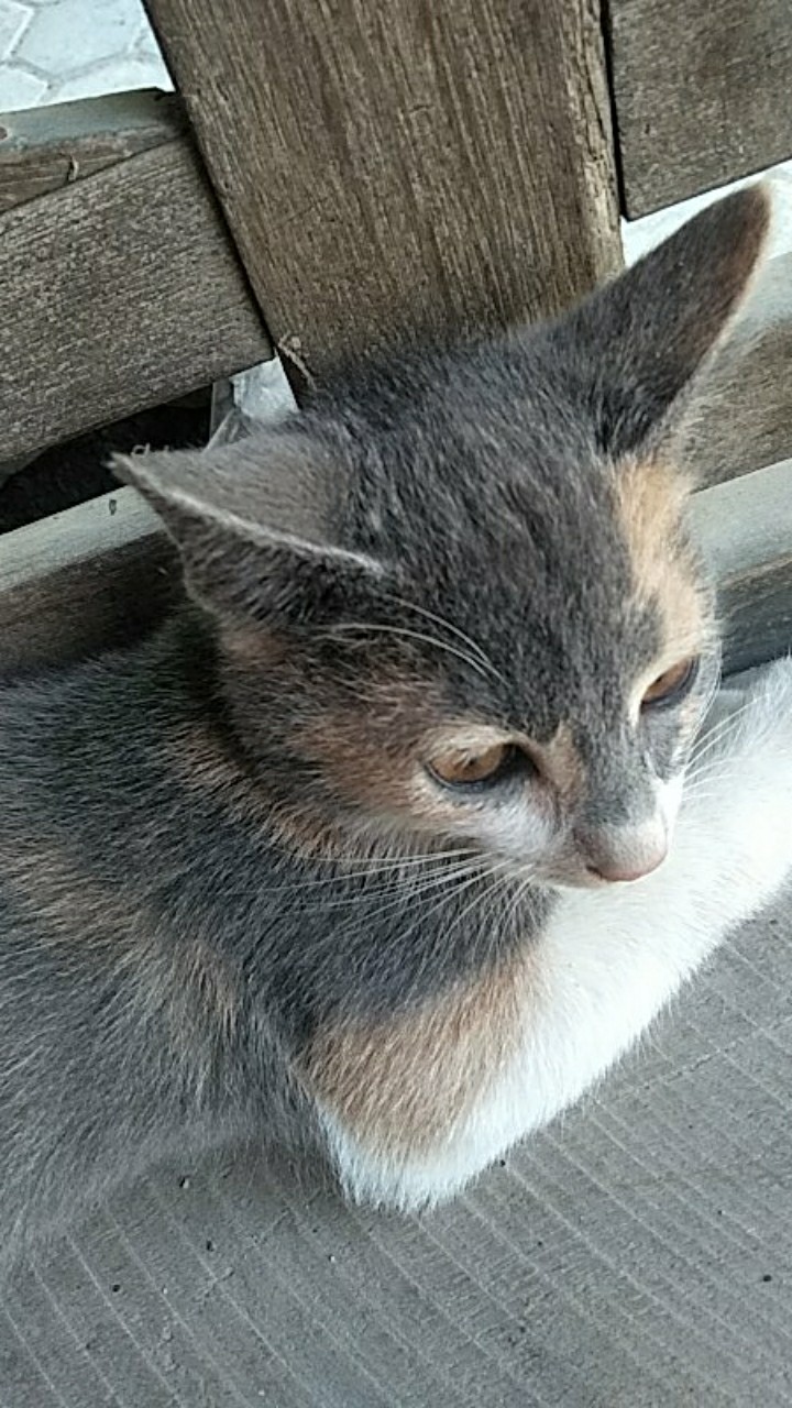 Sambungan Kran Air Anti Ciprat Splash Fleksibel Keran