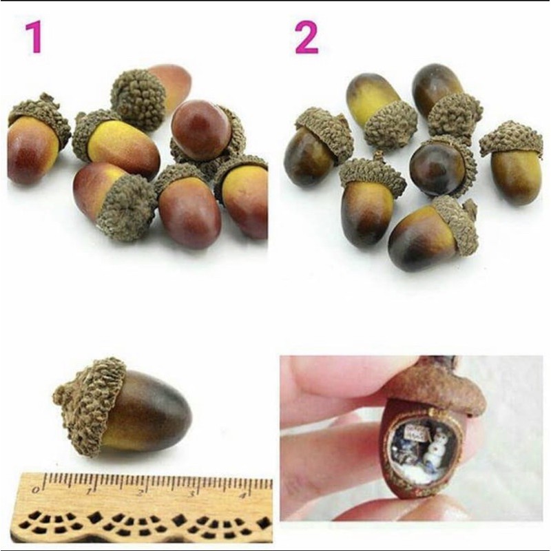 ACORN Bahan Craft Bahan Kerajinan Tangan Biji Buah Miniature Terrarium