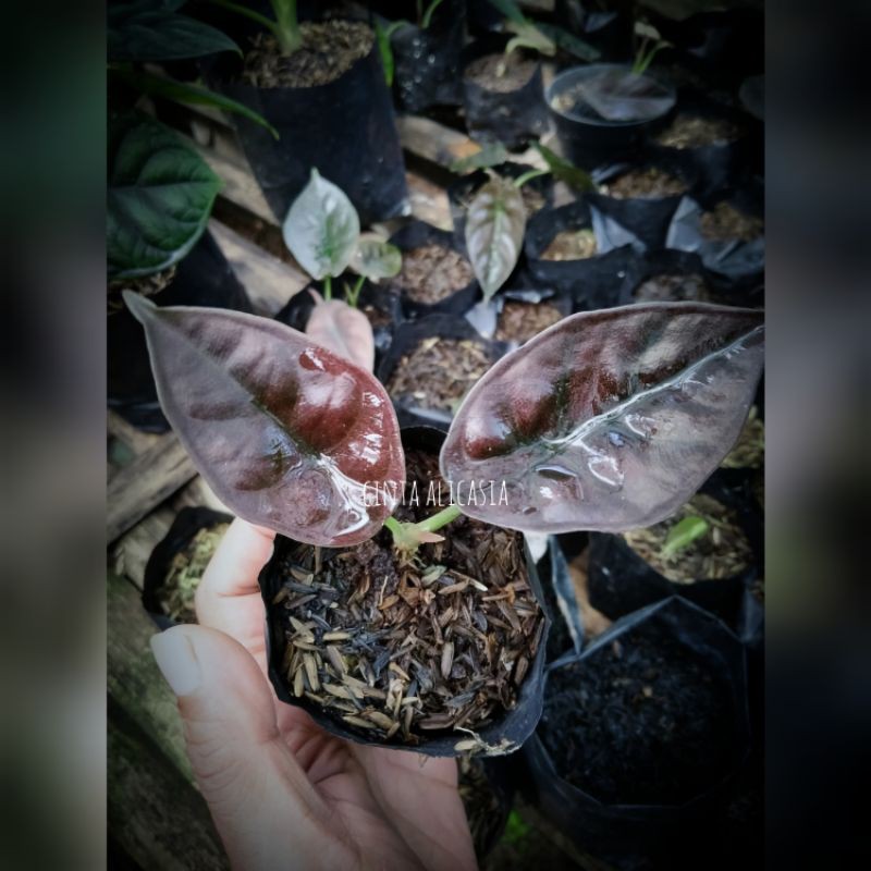alocasia infernalis 2 daun