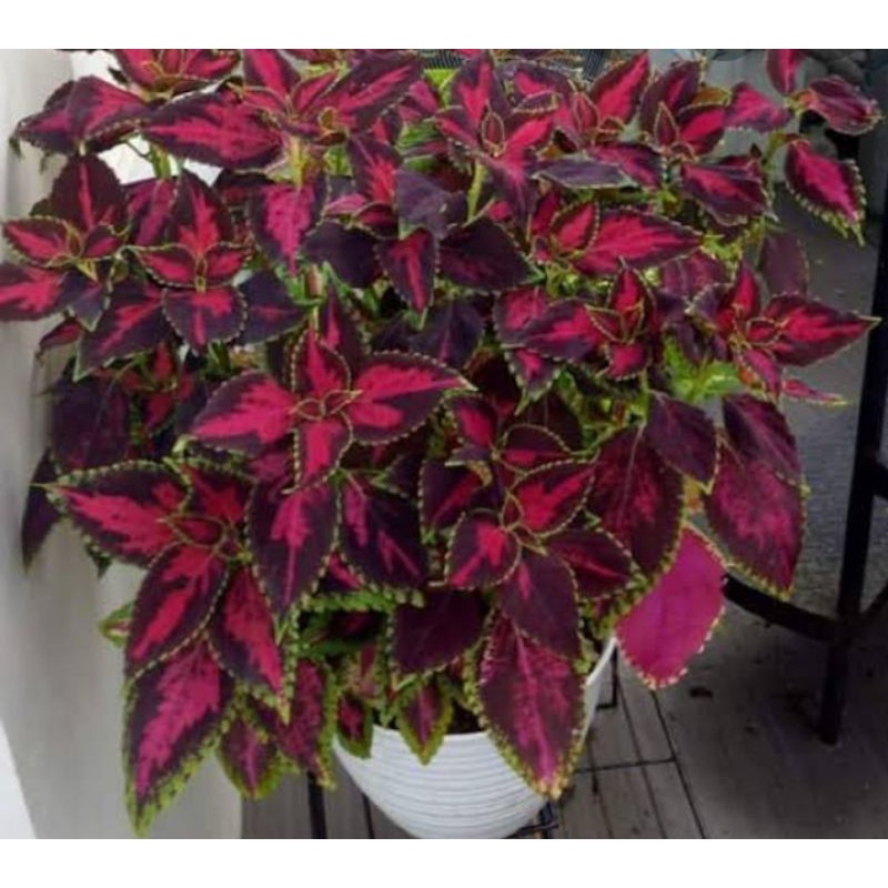 

miana coleus asli
