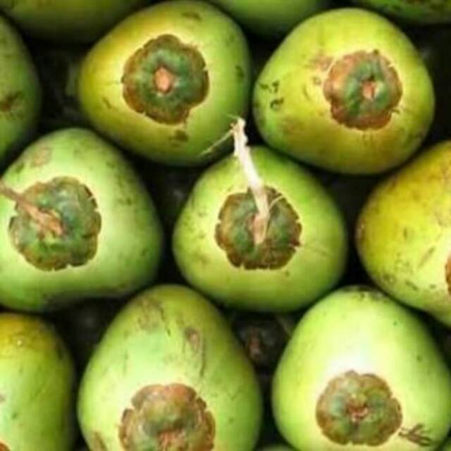 

Kelapa ijo muda fresh