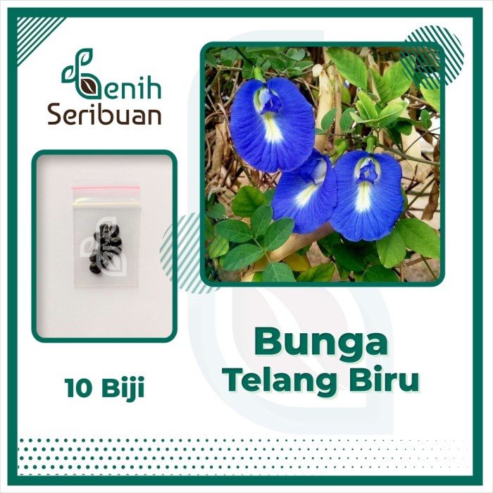 10 Bibit Bunga Telang Biru Non Tumpuk Benih Tanaman Clitoria Ternatea - TELANG BIRU
