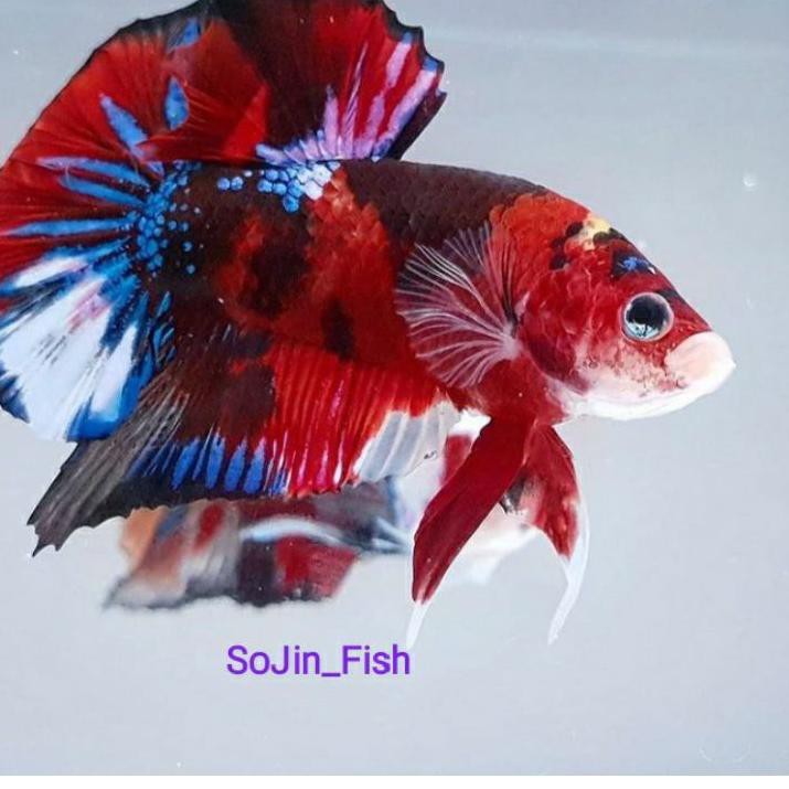 Hot Sale' Cupang kontes Koi galaxy bahanan ✹