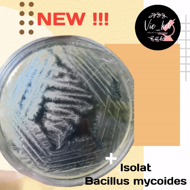 isolat bacillus mycoides