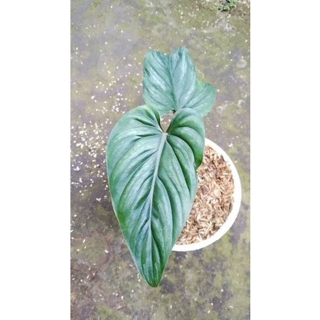 phillodenron plowmani