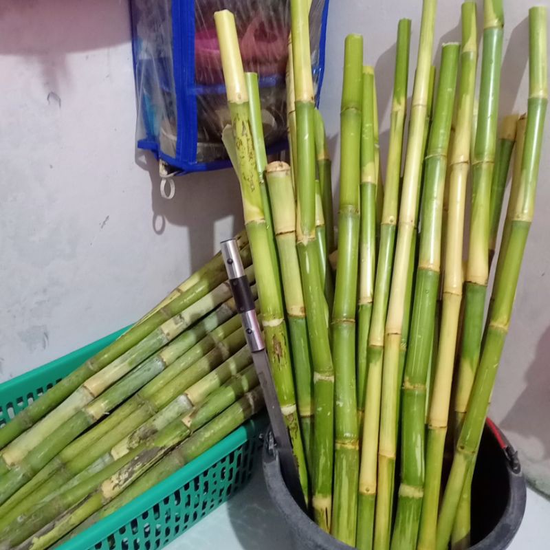 BIBIT TEBU / STEK BATANG TEBU HIJAU