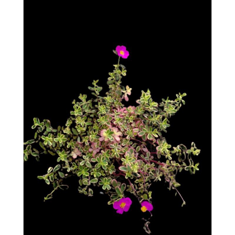 PROMO BUNGA SUN ROSE/MOSS ROSE KROKOT PORTULACA HANA VARIAGATA PINK | TERMURAH