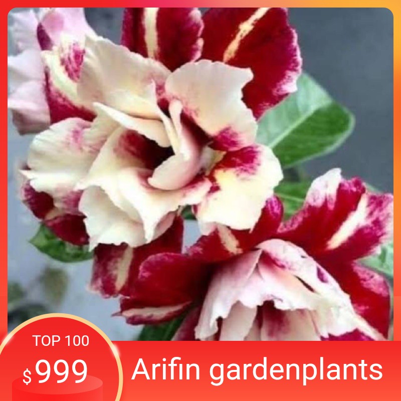

Bibit Bunga Kamboja Adenium Barame