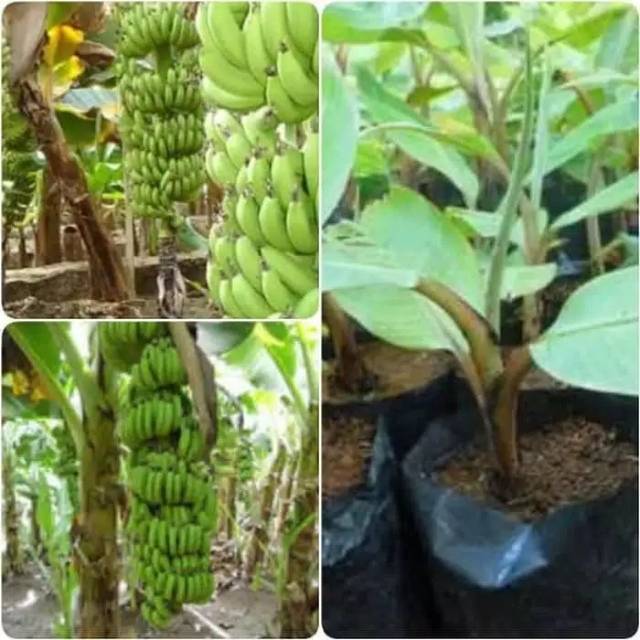 BIBIT PISANG AMBON MINI SUPER