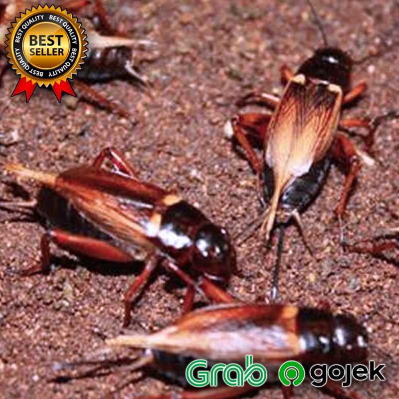 Jangkrik Hidup Pakan Hewan Burung,  Ikan,  Reptile Jangkrik Alam