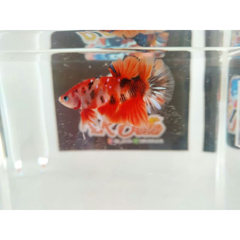 ikan cupang giant koi galaxy