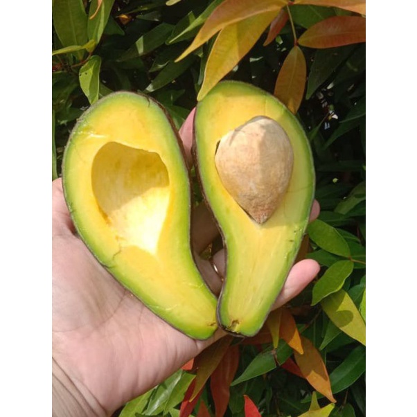 

Alpukat Mentega Super