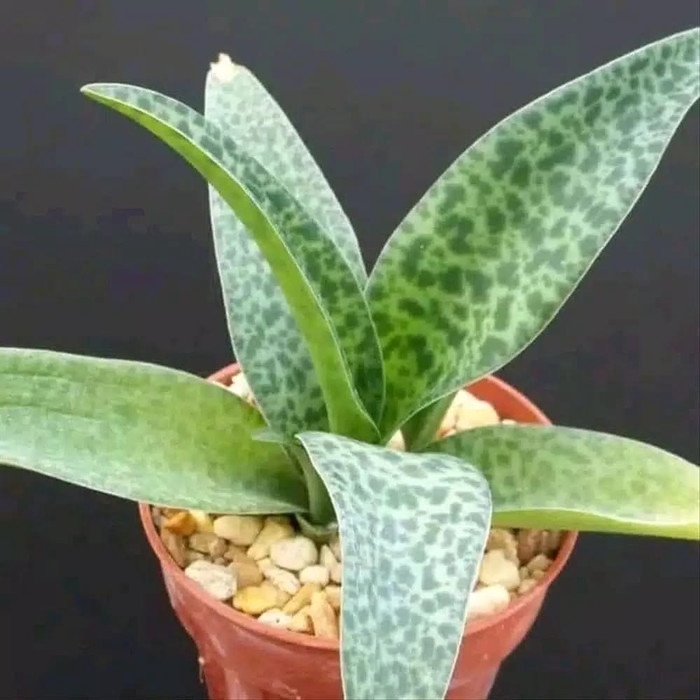 Tanaman Lidah Kata / Tanaman Hias Lidah Katak / Lidah Katak