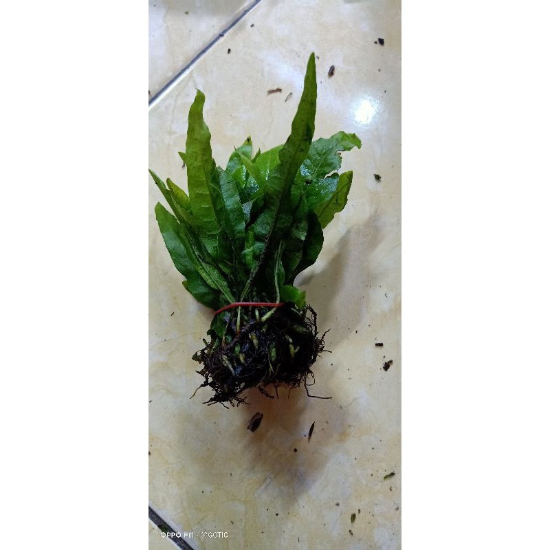 Jual KADAKA MINI PER IKAT TANAMAN AQUASCAPE AKUARIUM | Shopee Indonesia