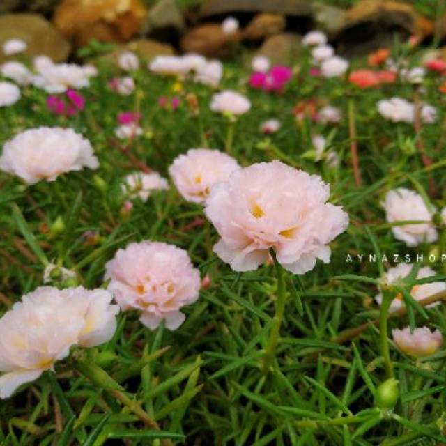 Krokot Mawar Tanah Mossrose moss rose portulaca 