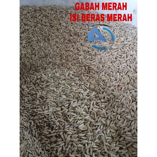 GABAH MERAH ISI BERAS MERAH.GABAH PAKAN AYAM/BURUNG