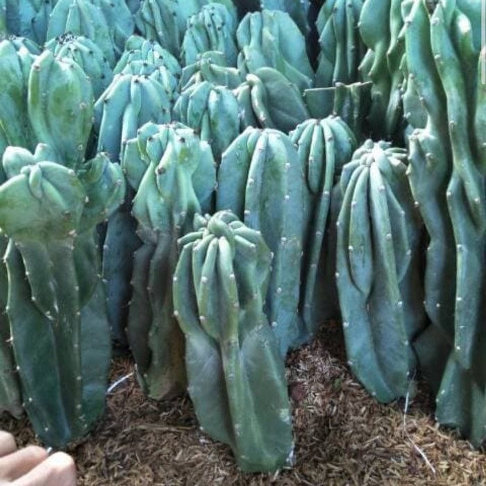 Tanaman Hias Kaktus Lilin - Kaktus Gajah - Kaktus Batu