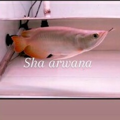 ikan arwana super red sb