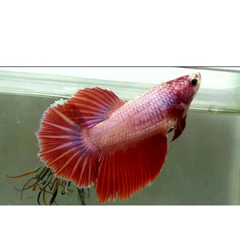 ikan cupang halfmoon betina/cewean siap telur selayer rostail+bonus