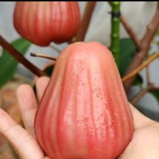 Entres/Cutting Jambu Air Barbie Sugar Original Entris Untuk Bahan Sambung Okulasi