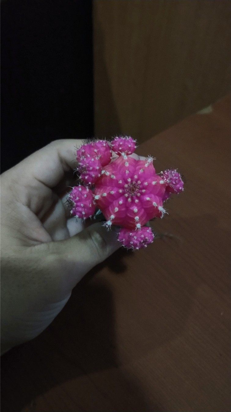 Tanaman Kaktus Hias Cactus Golden Barrel Barel