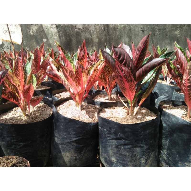 AGLONEMA RED SUMATRA JUMBO