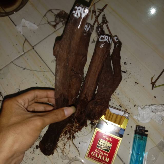 Cutting grafting anggur Carnival