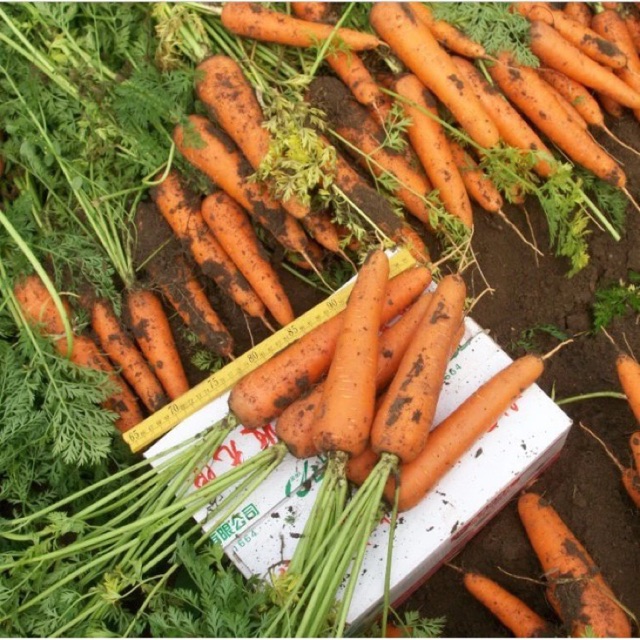 Bibit / benih wortel bibit sayuran ekonomis