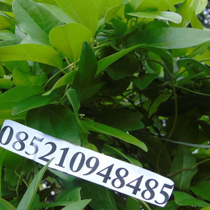 

Daun Cincau Rambat 1Kg