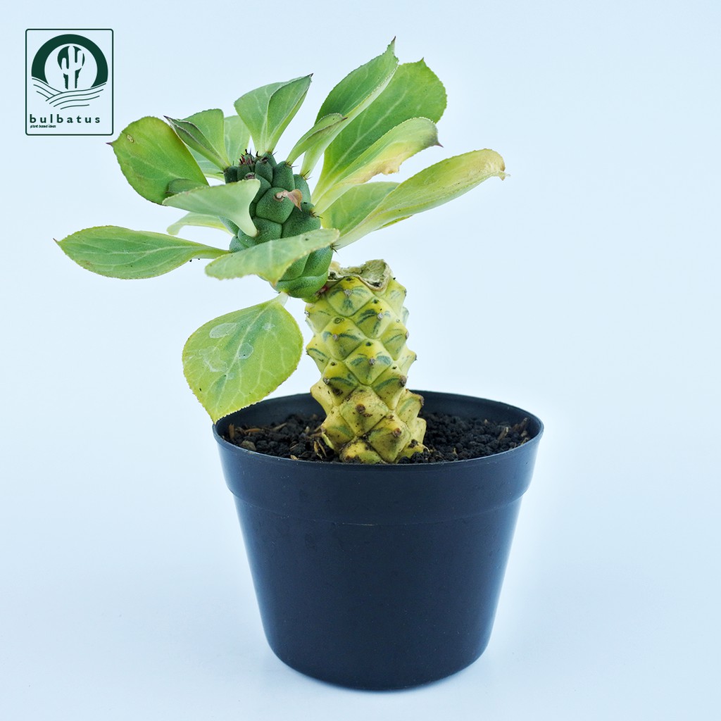 Sukulen Euphorbia ritchiei variegata (Monadenium Ritchiei Variegata) Medium