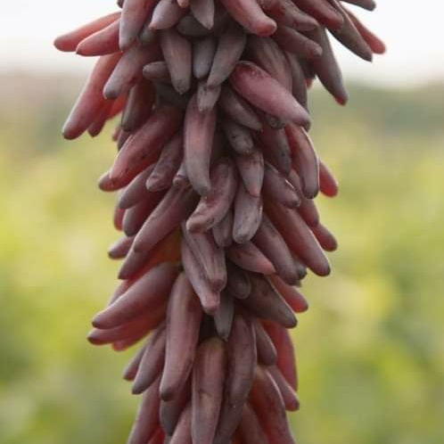 Bibit Anggur Halloween, Bibit Anggur Merah Tanpa Biji, Bibit Anggur Manis, Bibit Anggur Aanjang