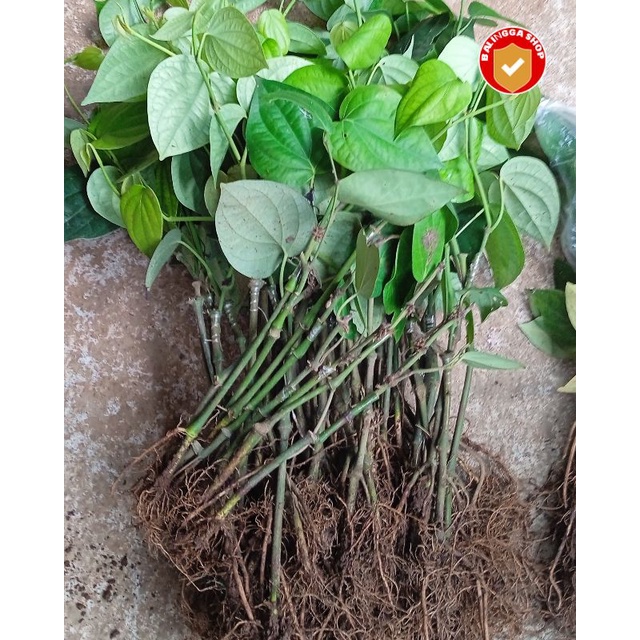 40Bibit Lada Sambung+10Bibit kemukus Sambung