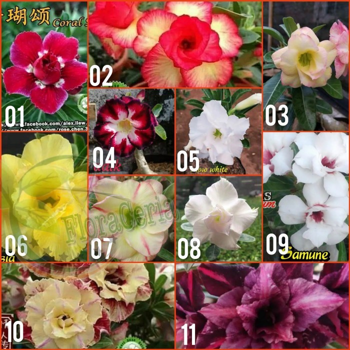 

Paket 11 Bibit Bunga Adenium Tumpuk Adenium