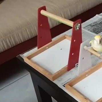 S Tangkringan berpedicure Burung parrot cockatiel ysc nuri sun conure