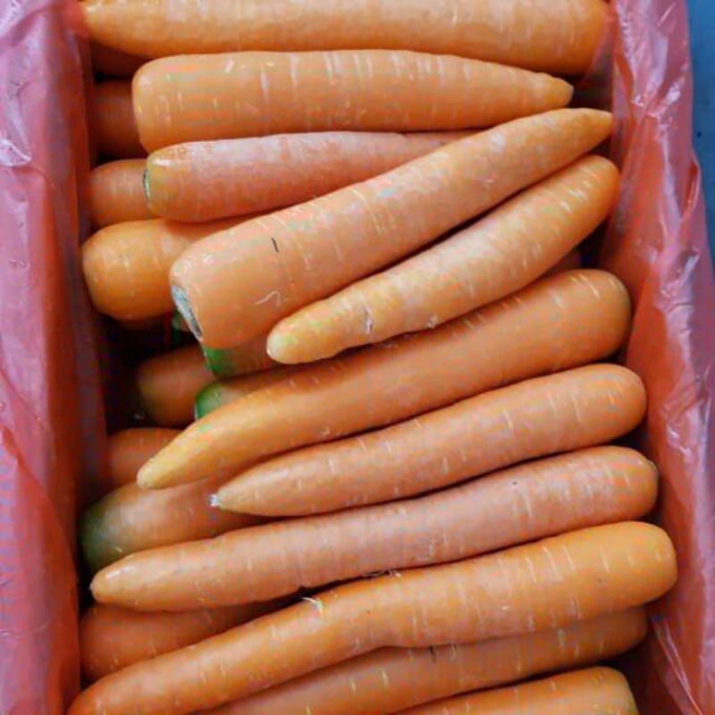 

WORTEL SEGAR 500 GRAM