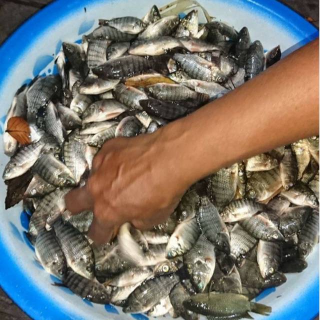 

Ikan kering mujair sumbawa
