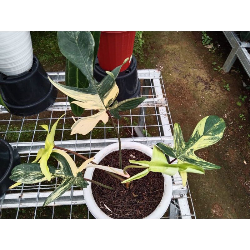 Florida Beauty Variegata