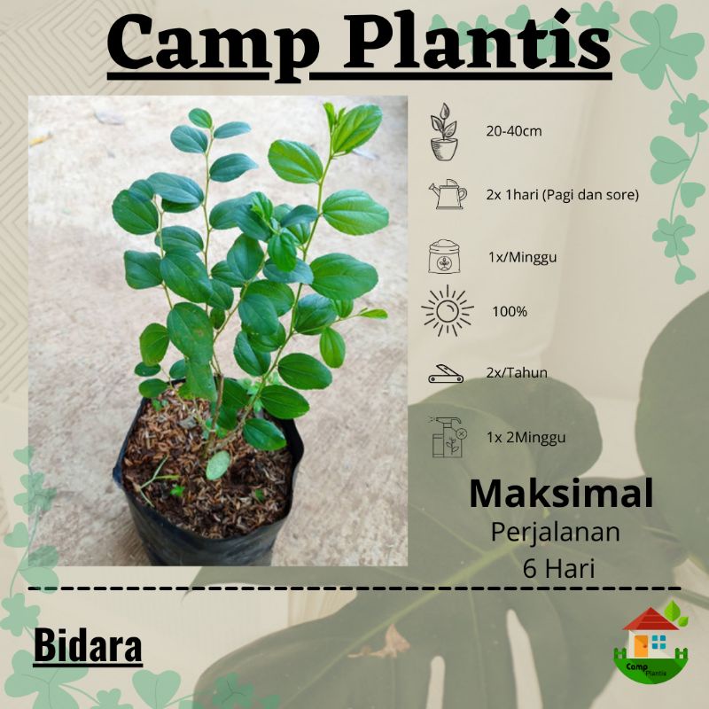 Tanaman hias - Daun Bidara Arab