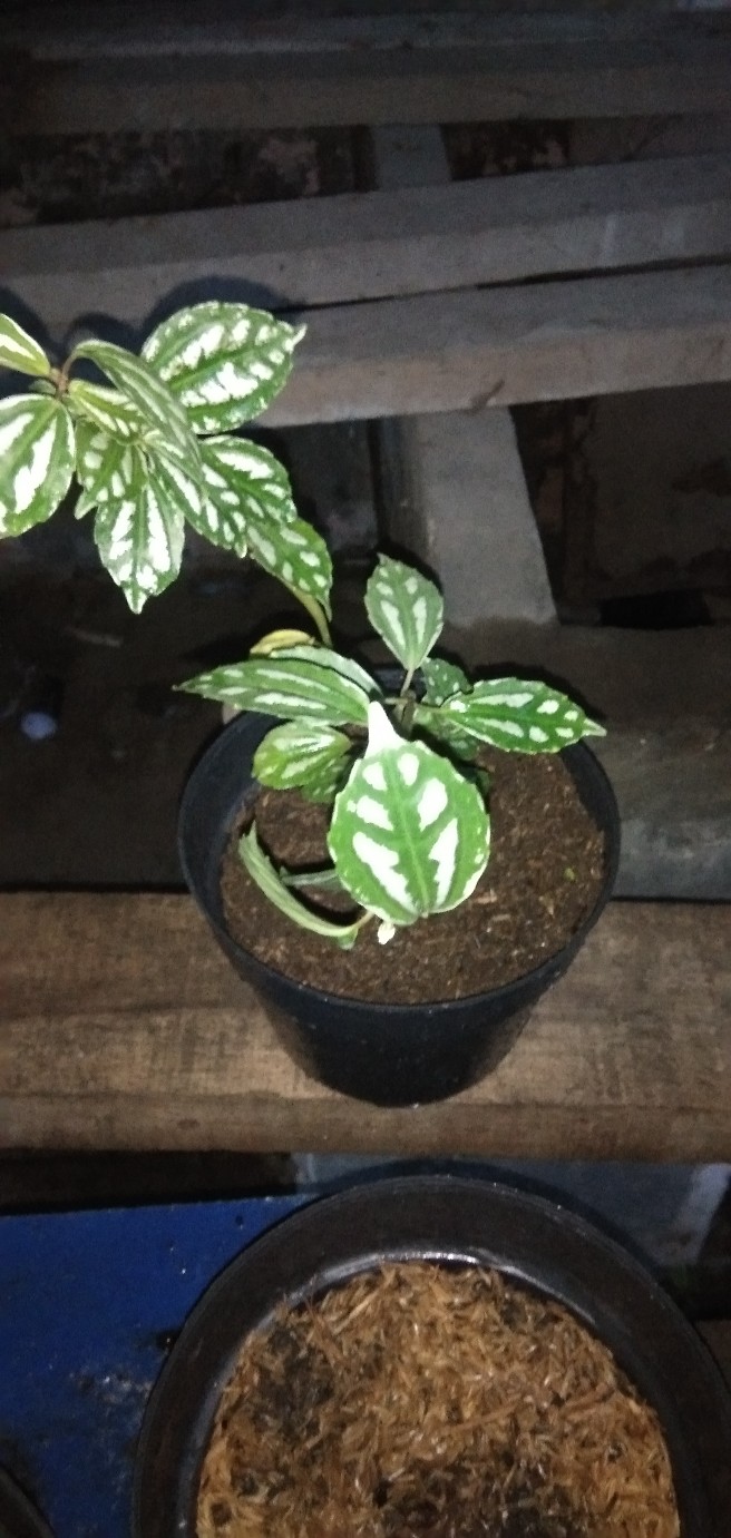 Tanaman Hias Pilea Mutiara - Piela Cardierei