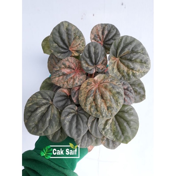 Peperomia Pink Lady / Tanaman Hias Peperomia Pink Lady