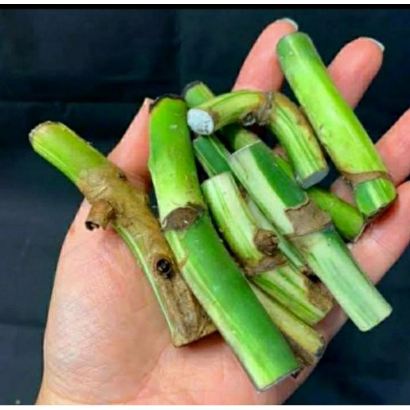 Bongol monstera amydrium