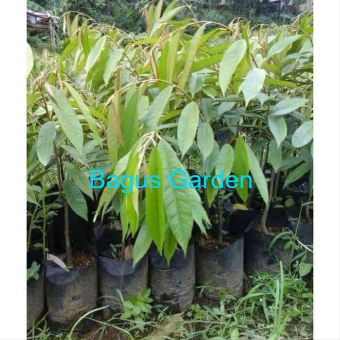 duren pelangi bibit duren pelangi